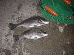 2枚釣れました