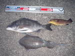 こじこじの釣果