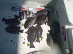 グレはお魚ハンバーグです